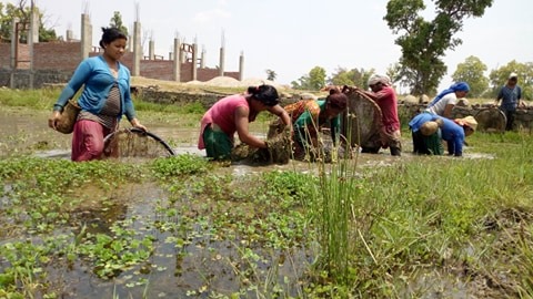 लकडाउनमा मार्दै रमाइ रहेका स्थानीय थारु समुदायका महिलाहरु
