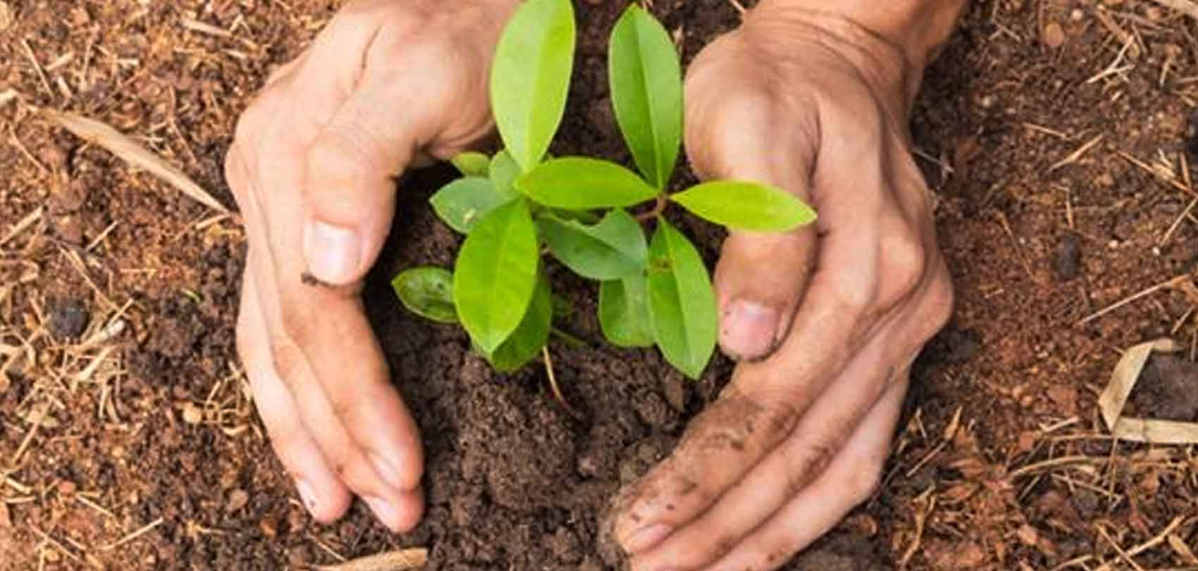 झण्डै ७५ लाख विरुवा वृक्षारोपण उपलब्धी भने शून्य