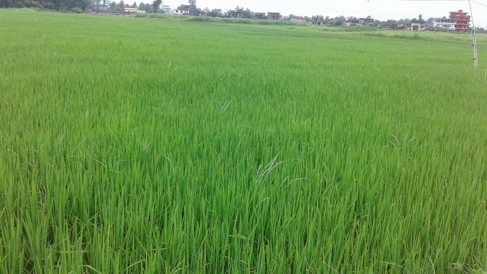 पशुपालनमा रमाएका, ललित”