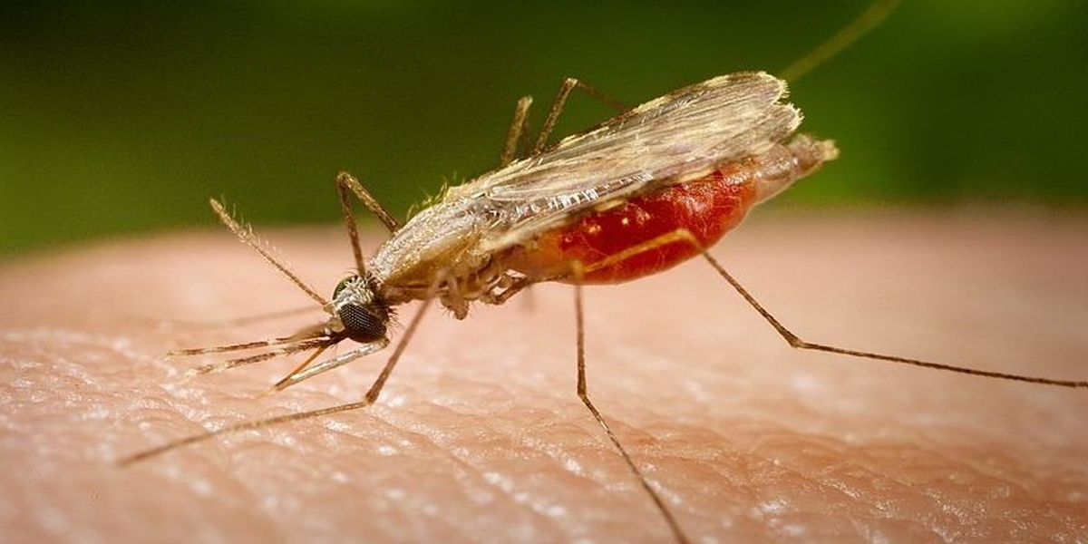 बैतडीका ८ जनामा कालाजार देखियो, एक जनाको मृत्यु