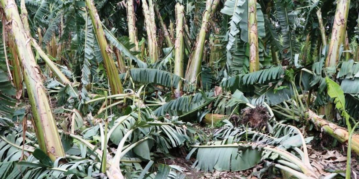 हावाहुरीले केराखेतीमा क्षति