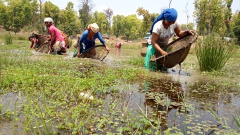 मार्दै रमाइ रहेका स्थानीय