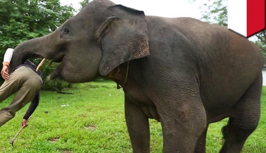 जङ्गली हात्तीको आक्रमणबाट एकजनाको मृत्यु