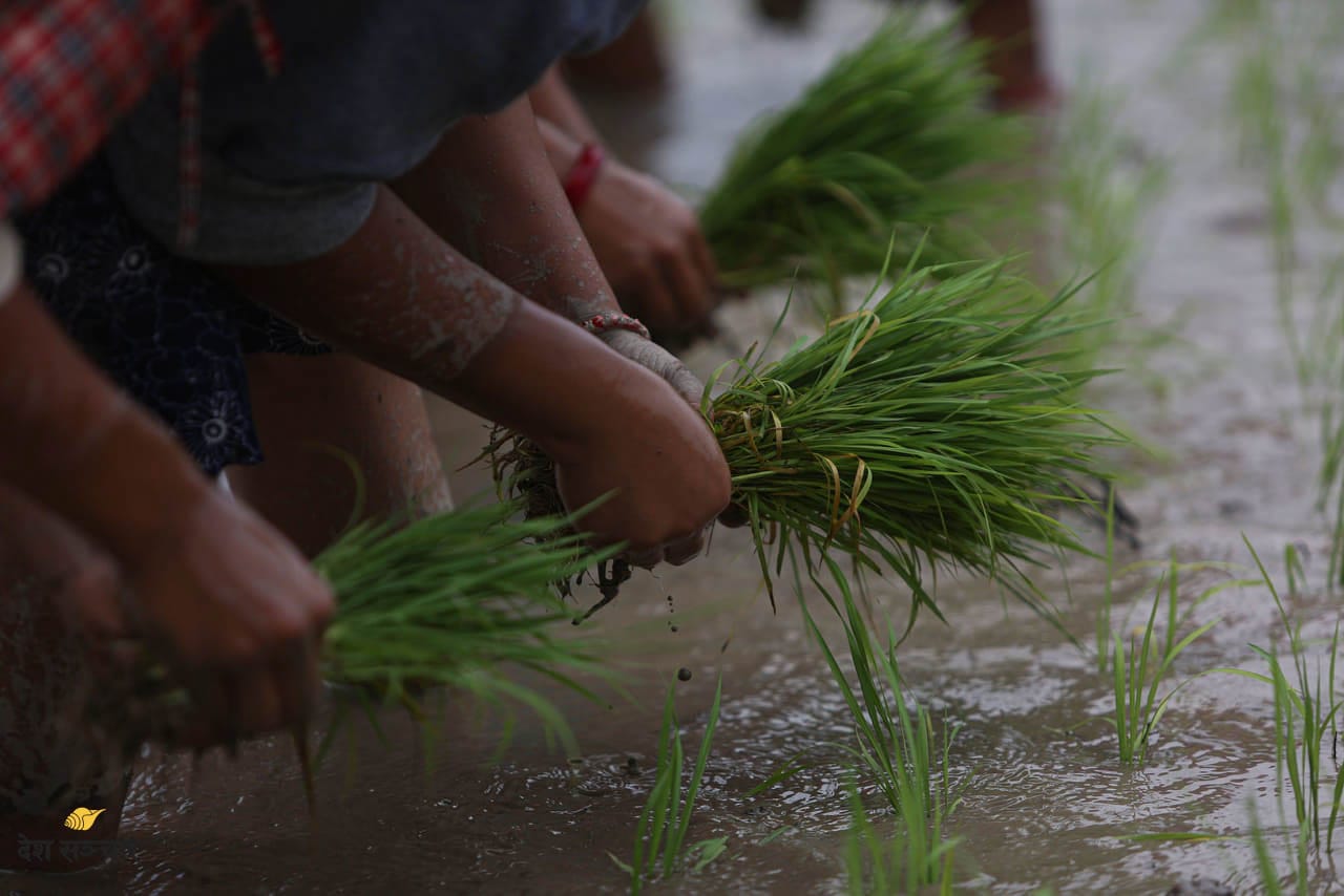 दही चिउरा खाएर असार १५ अर्थात धान दिवस मनाईँदै