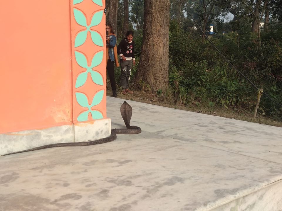 स्वस्थानी व्रत सुरु हुन एक दिन बाँकी रहेकोमा धनगढीको शिवपुरी धाममा भेटियो ‘सर्प’    ऊँ लेखी शेयर गर्नुहोस तपाईको पुरा हुने छ