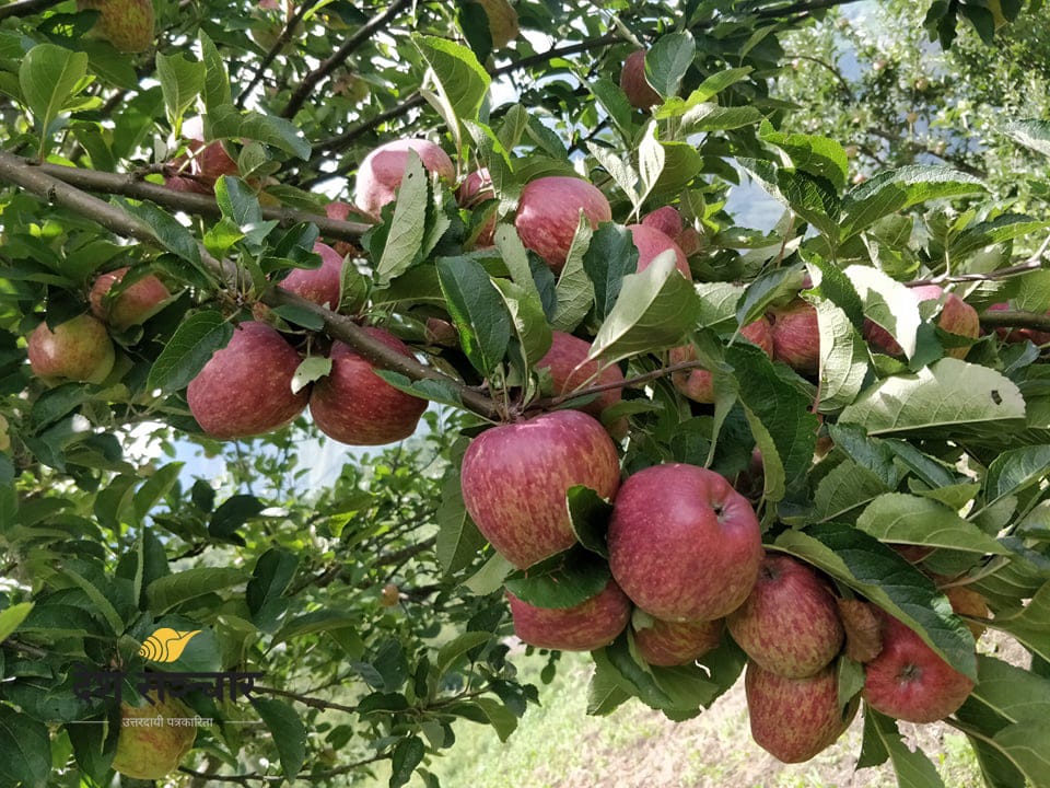 बाजुराका स्याउ धनगढी बजारमा
