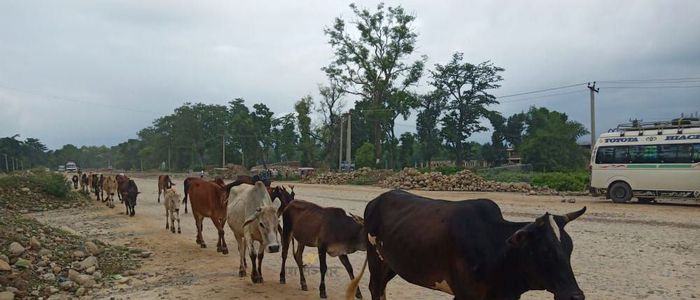 छाडा पशु चौपायाका कारण करेसाबारी जोगाउनै समस्या