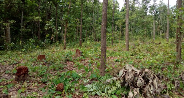 अध्ययन प्रतिवेदन वैज्ञानिक वन व्यवस्थापनमा  कार्यक्रम खारेज गर्न सुझाव