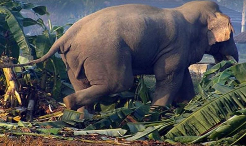 कैलालीको टीकापुरमा हात्तीको आक्रमणबाट एक महिलाको मृत्यु