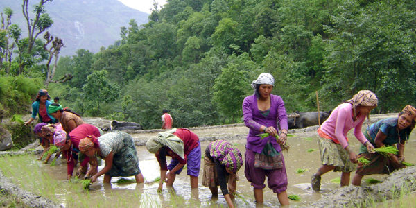 चामल आयातमा कमी सन्दर्भः धान दिवस