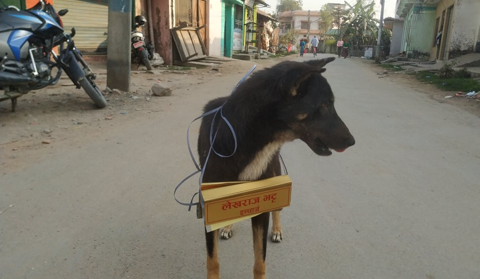 कुकुरको घाँटीमा झुण्ड्याइयो लेखराजको नेमप्लेट