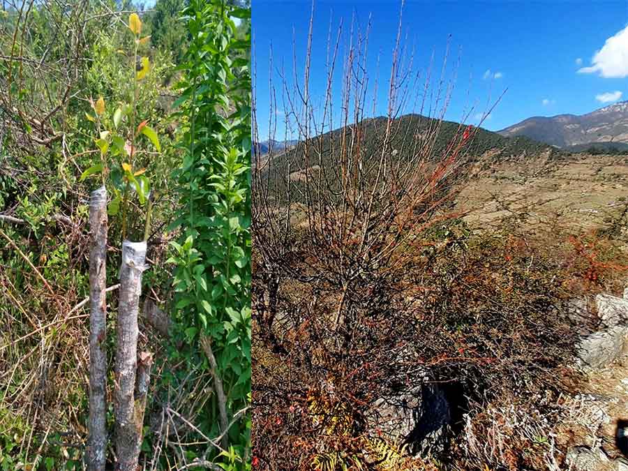 एक लाख मेललाई नास्पाती बनाउँदै कृषी ज्ञानकेन्द्र बाजुरा