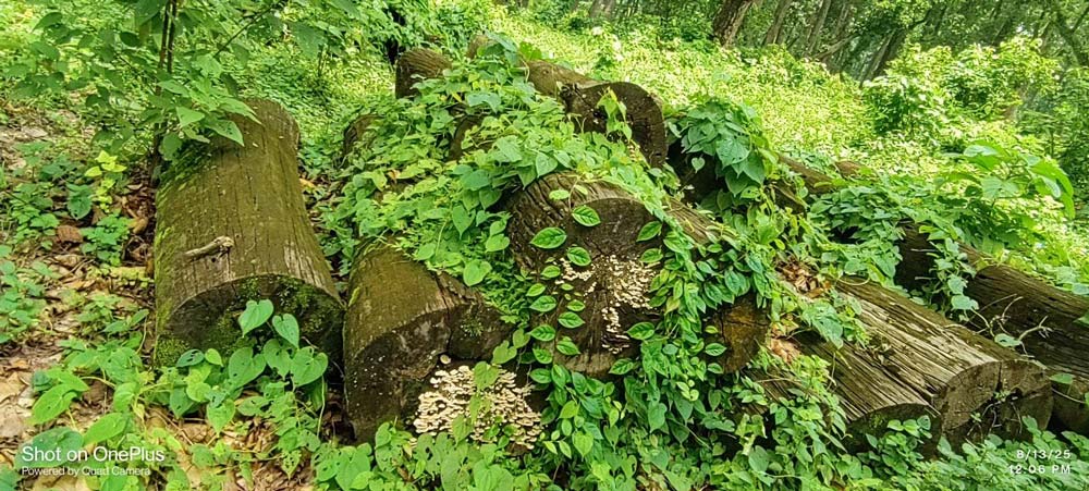 पत्रकार महासंघ कैलालीका निबर्तमान अध्यक्ष हिमालय जोशी सम्मानित