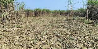 कञ्चपुरको दक्षिणी क्षेत्रमा वन्यजन्तुको त्रास