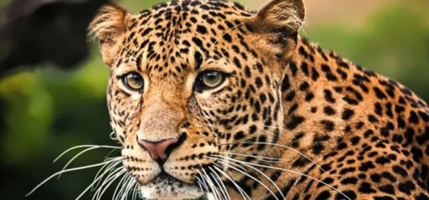 बैतडीमा चितुवाको आक्रमणबाट एक वृद्ध घाइते