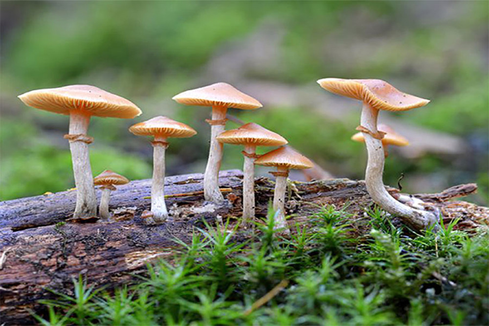 बैतडीमा विषालु च्याउ खाँदा एकै घरका पाँचजना बिरामी