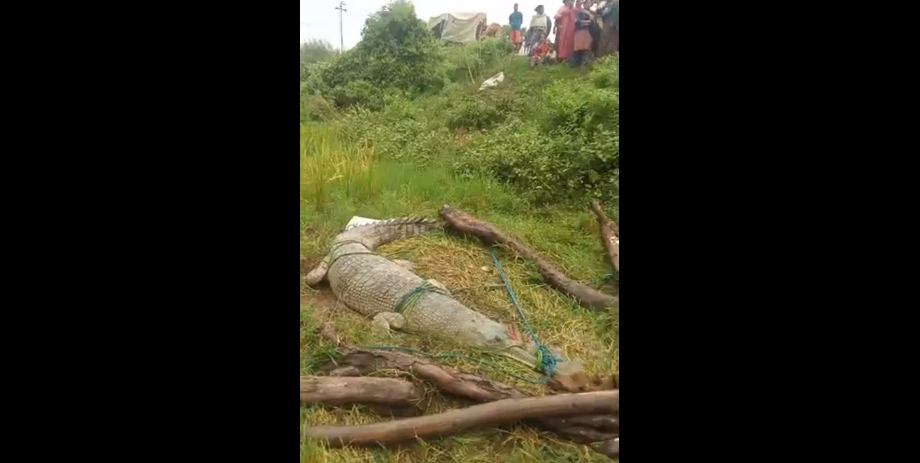 गाउँ पसेको घडियाल गोहीको उद्धार