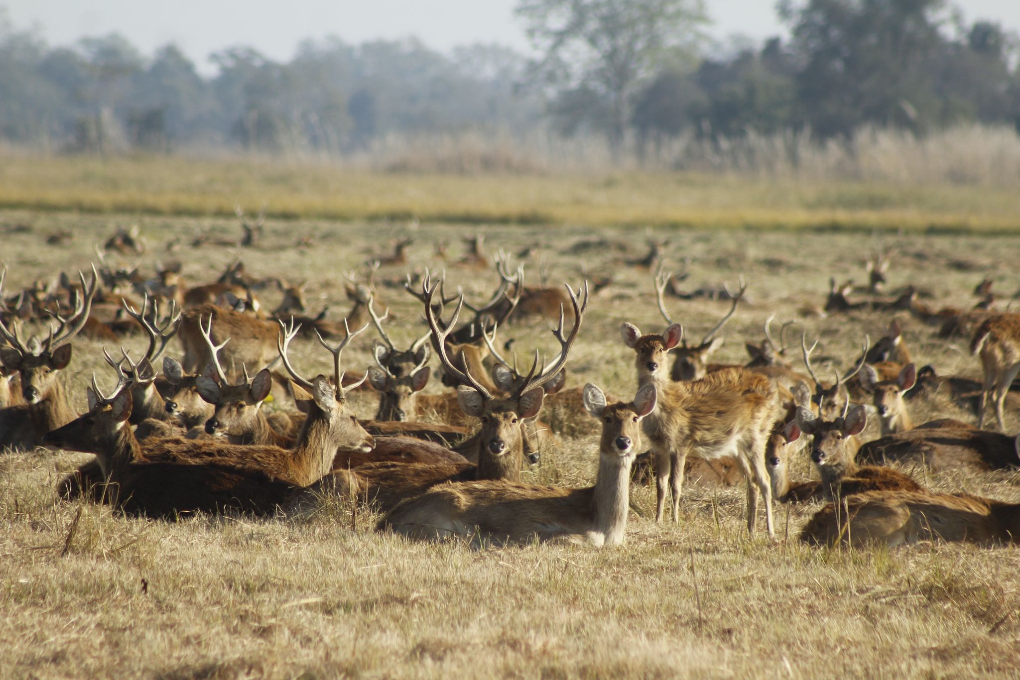 जाने हैन त, बाह्रासिङ्गा हेर्न शुक्लाफाँटा ?