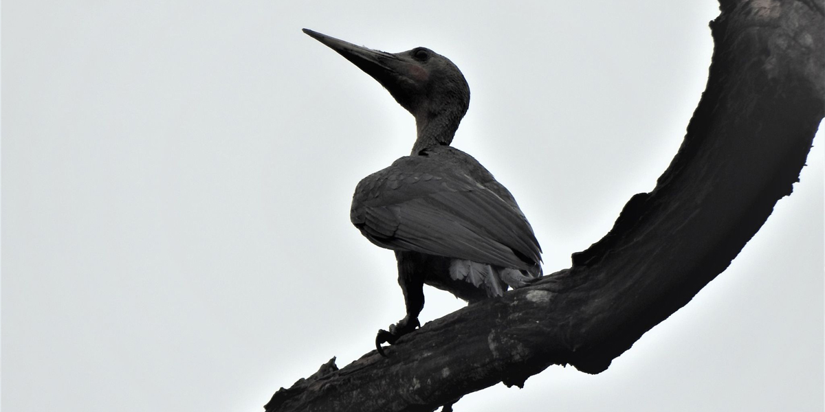 घोडाघोडी चरा अभयारण्य क्षेत्रमा बढ्न थाले दुर्लभ चरा