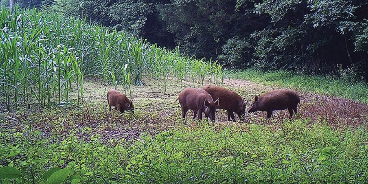 डोटीमा  जङ्गली जनावरद्वारा बालीनाली नोक्सान