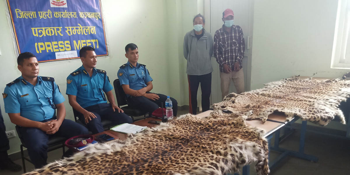 चितुवाको छालासहित दुई जनालाई पक्राउ