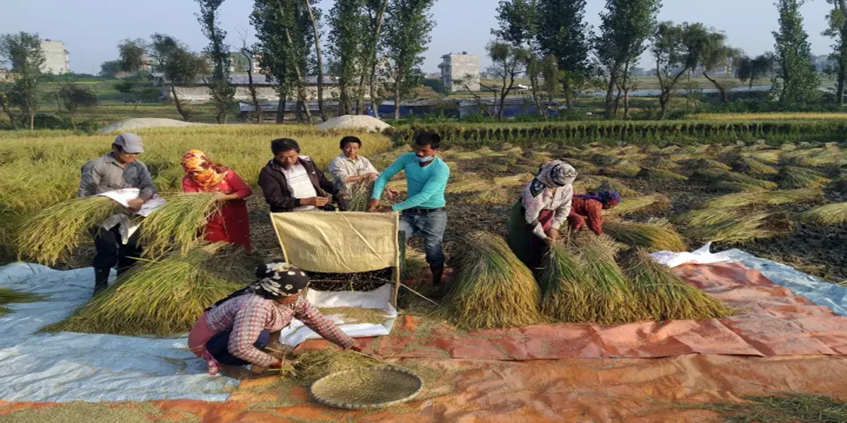 नेपालीहरूको महान चाड बडा दसैं आजबाट सुरु, आज घरघरमा जमरा राखिँदै