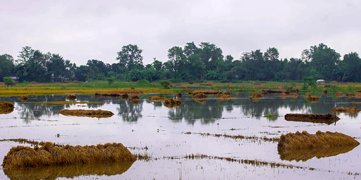 कैलालीका बाढीपीडित किसानलाई राहत रकम हस्तान्तरण सुरु