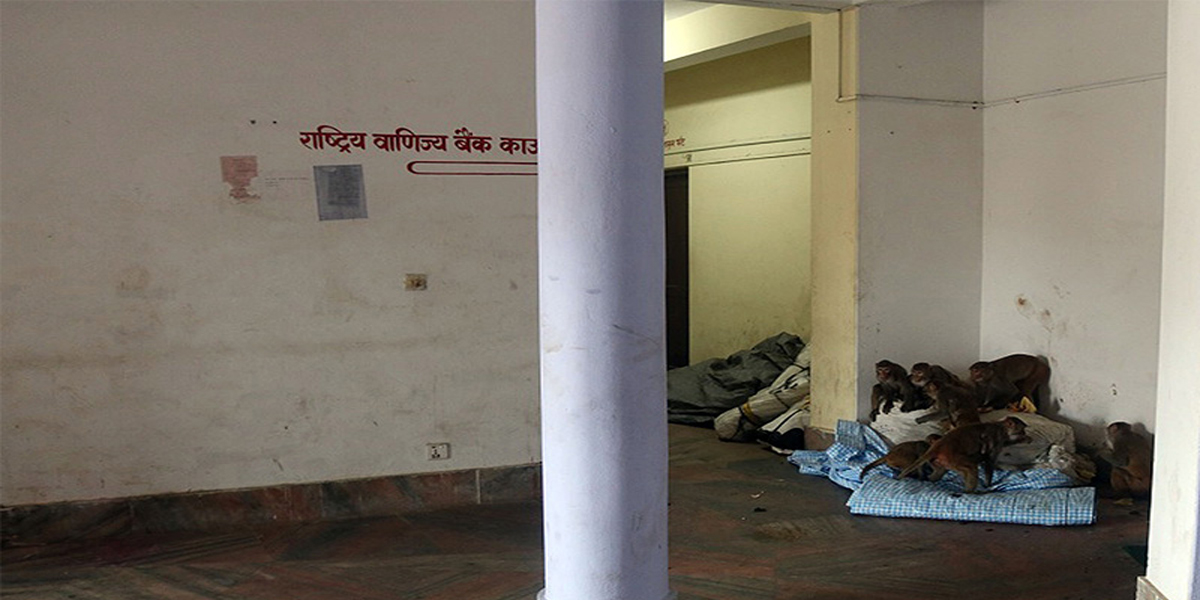 कैलाली भन्सार कार्यालयभित्र बाँदर आतङ्क