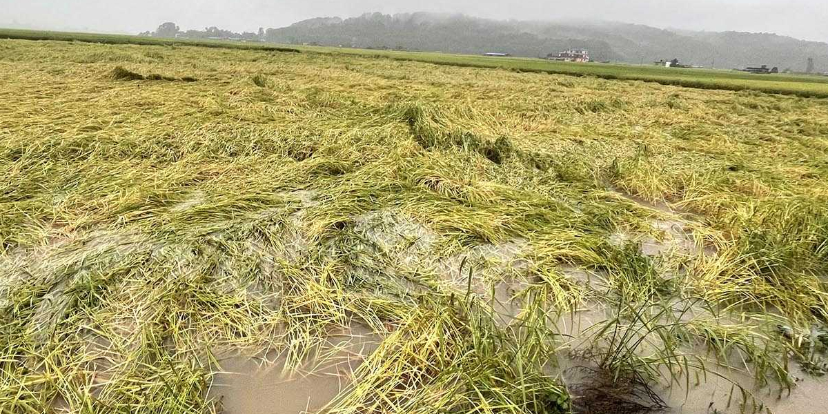 बेमौसमी वर्षाले धान उत्पादन घट्ने चिन्ता