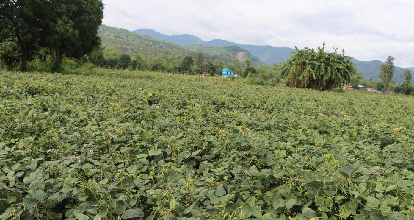 कृष्णपुरका किसान मुम खेतीतर्फ आकर्षित