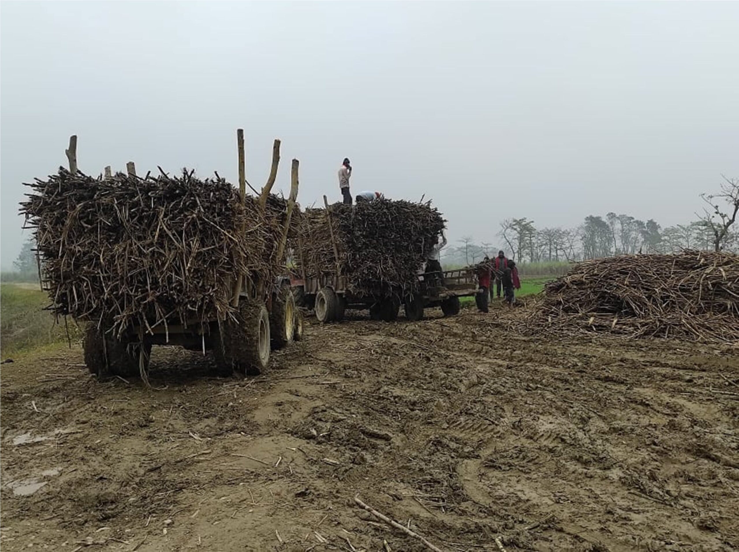 कञ्चनपुरको दक्षिण क्षेत्रमा मिलोमतोमा उखु तस्करी स्थानीय त्रसित