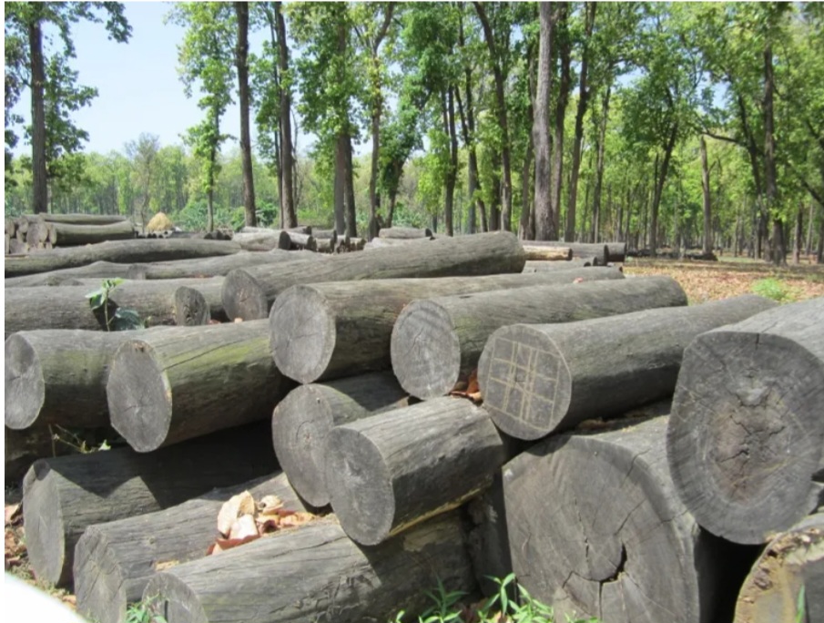 कैलालीमा एक दशक सम्म बाह्रवन साझेदारीको काठ बिक्री हुन सकेन