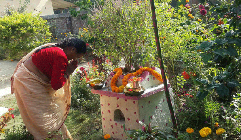 आज हरिबोधिनी एकादशी, तुलसीको विवाह गरी मनाइँदै