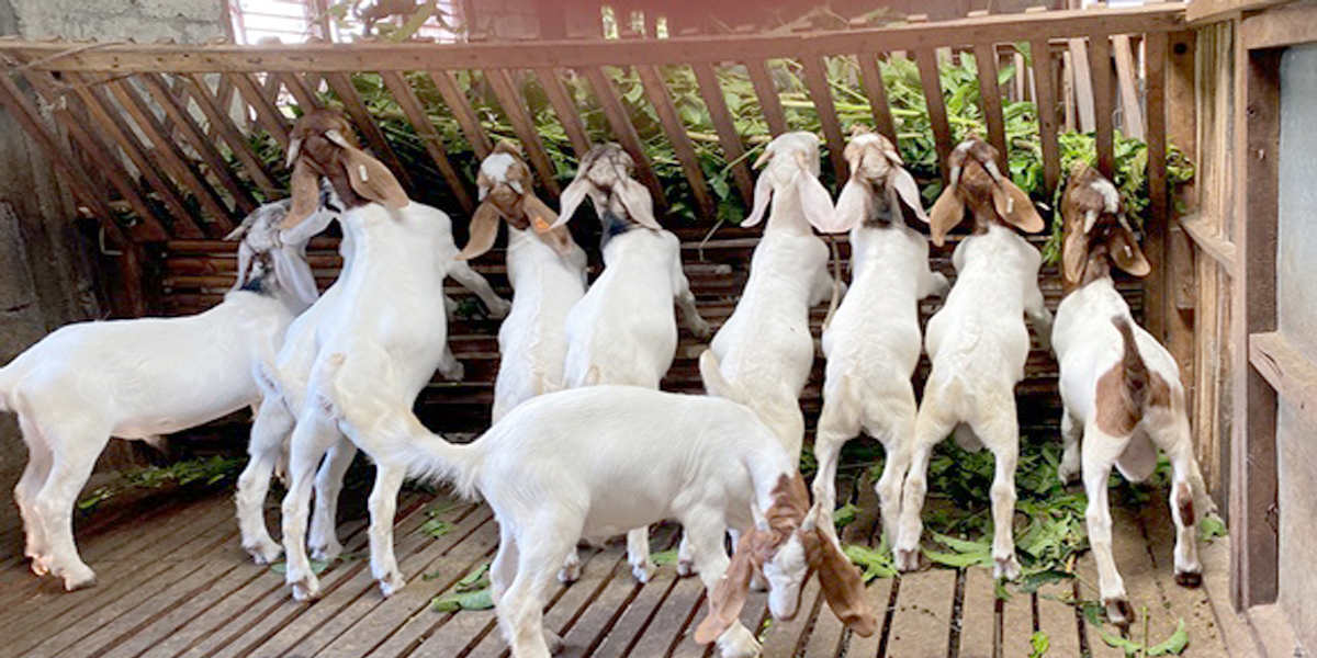 पशुपक्षी पालनमा  युवाको बढ्दो आर्कषण