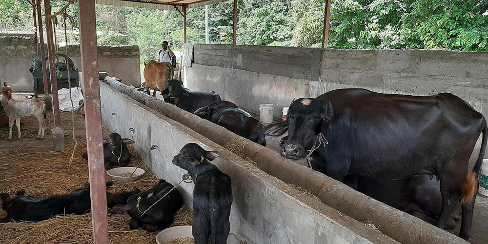 तेघरीका सुरेन्द्रबहादुर साउदले विदेशको मोह त्यागेर भैँसीपालनमा