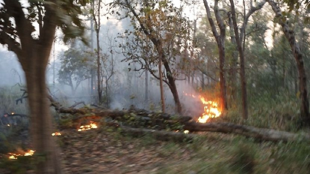 शुक्लाफाँटा राष्ट्रिय निकुञ्जमा डढेलोले वन क्षेत्र प्रभावित