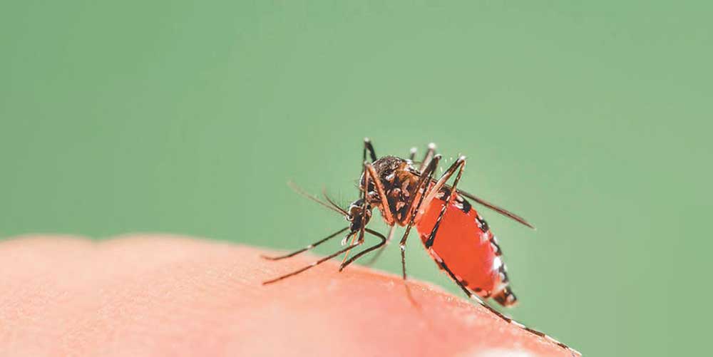 तीन महिनामा चार सय तेइस जनामा डेङ्गु सङ्क्रमण