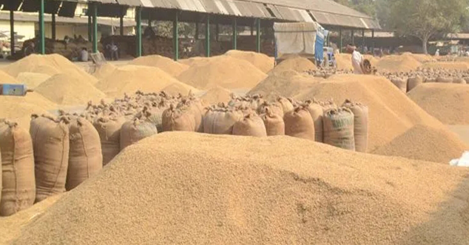कैलालीमा आजदेखि खाद्यद्वारा धान खरिद सुरु