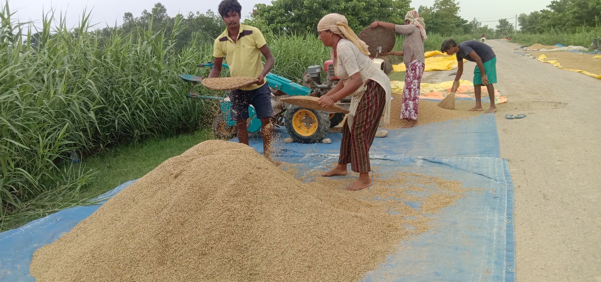 चैते धानबिक्री नहुँदा   भजनीक्षेत्रका किसानहरु चिन्तित