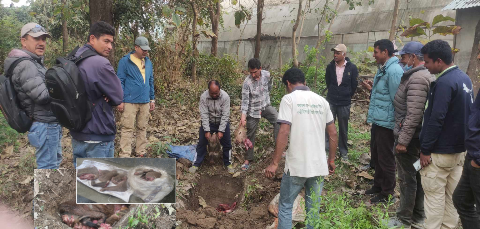बरामद गरियो ६१ किलो जंगली बदेल र चित्तलको मासु