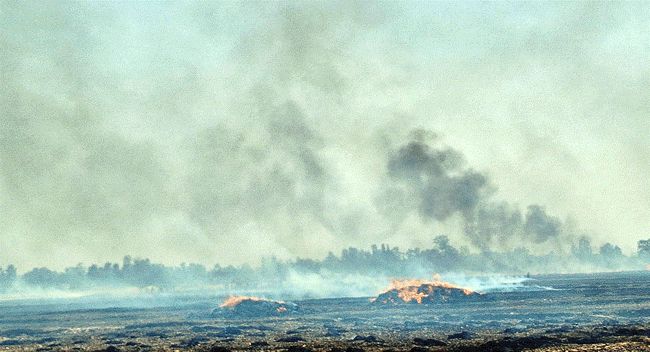 जिल्लाका बिभिन्न क्षेत्रमा आगलागी,आठ बिघामा लगाएको गहुँबाली नष्ट