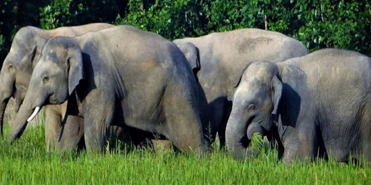 भारतबाट आएको जङ्गली हात्तीको आतङ्क