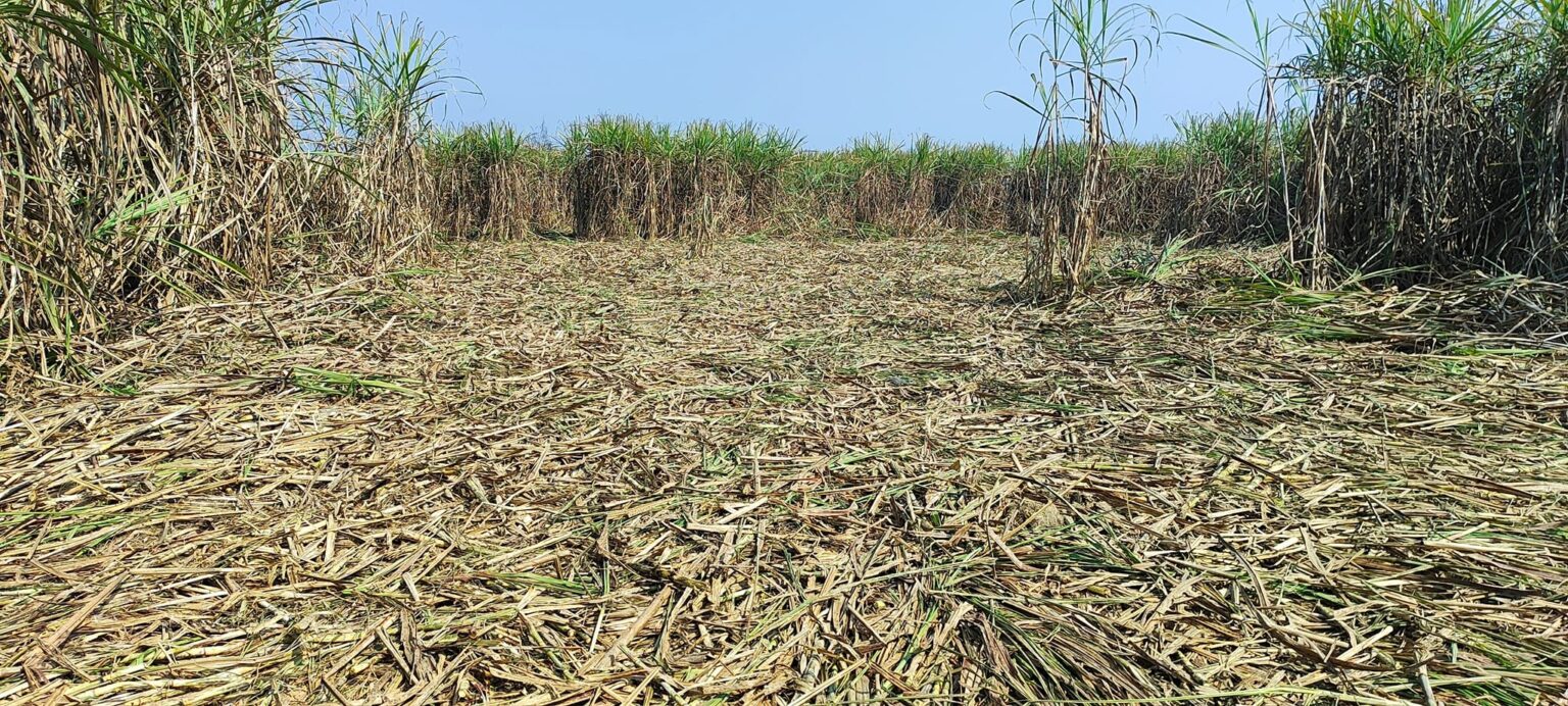 पुर्नवास नगरपालिकामा हात्तीको बथानले उखुबारीमा क्षति