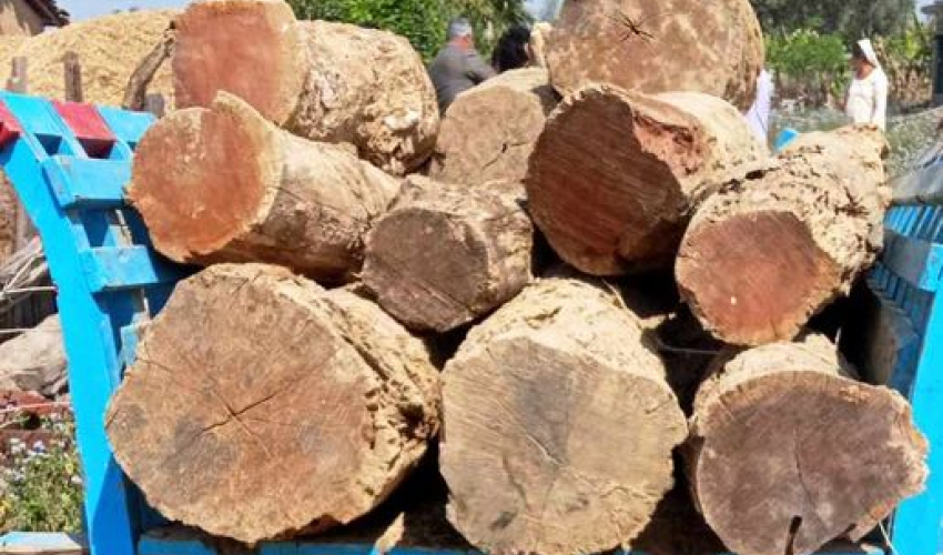 लुकाई–छिपाई राखेको अवस्थामा अबैध काठ बरामद