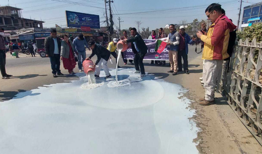 किसानले सडकमा पोखे दुध, पाँच करोडको भुक्तानी पाएनन
