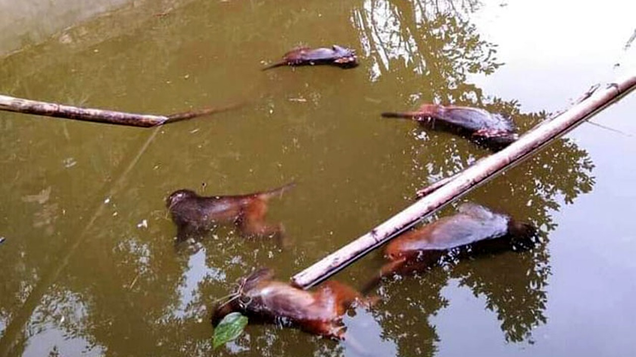 अर्घाखाँचीमा  पोखरीमा डुबेर २७ बाँदर मरे