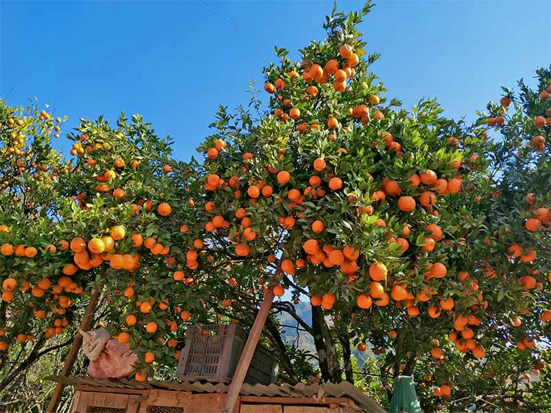 सोलुखुम्बुमा सुन्तलाको उत्पादन बढ्यो