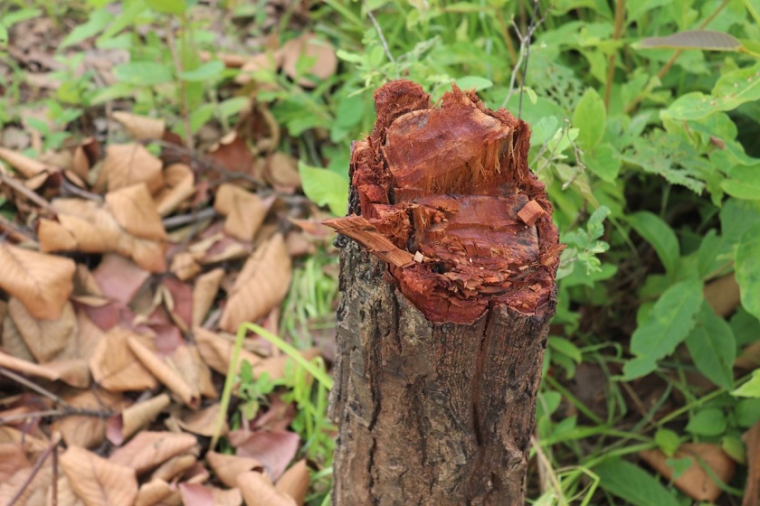 हवाई मैदान निर्माण गर्न रूख काट्न थालियो