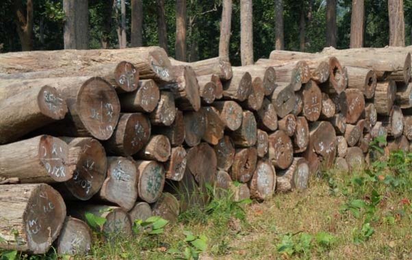 लालझाडीका ६ घरबाट ठुलो परिमाणमा काठ बरामद