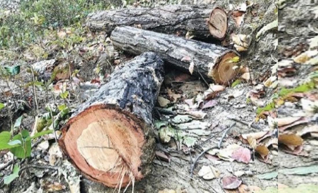 गोदावरीका सामुदायिक वनबाट काठ तस्करी हुँदै